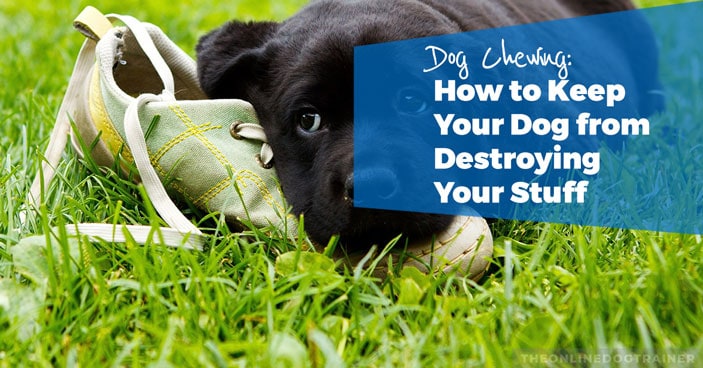 Dog-Chewing-How-to-Keep-Your-Dog-from-Destroying-Your-Stuff-HEADLINE-IMAGE