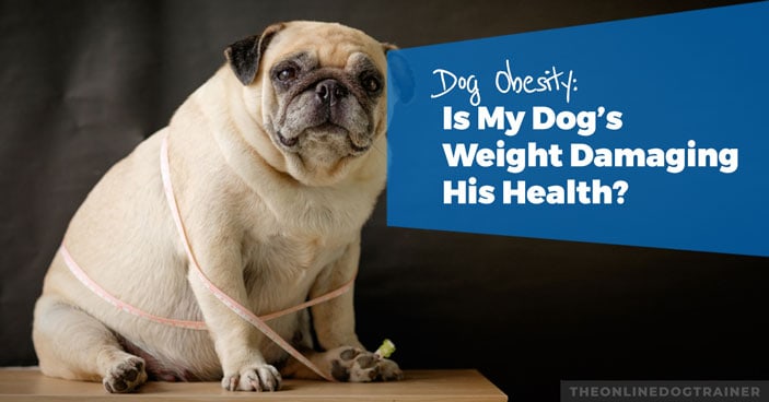 Dog-Obesity-Is-My-Dog’s-Weight-Damaging-His-Health-HEADLINE