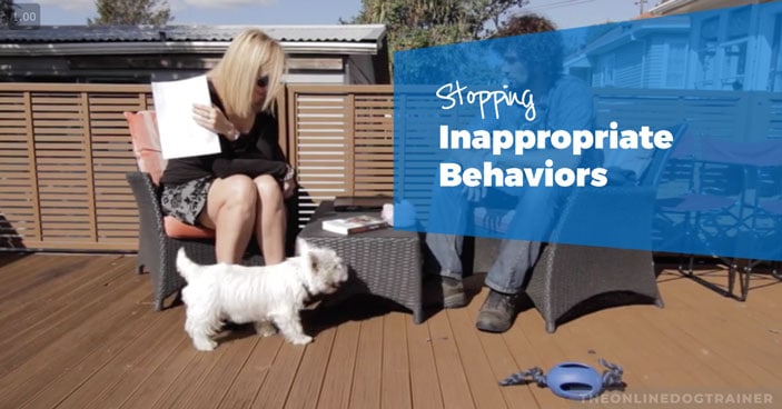 Dog-Training-Secrets-An-Inside-Look-at-Stopping-Inappropriate-Behaviors-HEADLINE