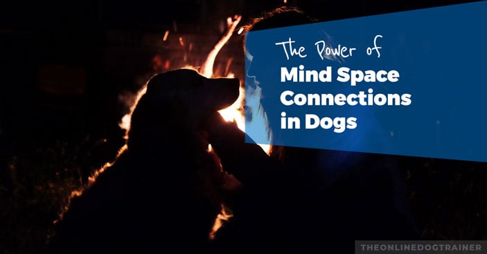 Dog-Training-The-Power-of-Mind-Space-Connections-in-Dogs-HEADLINE