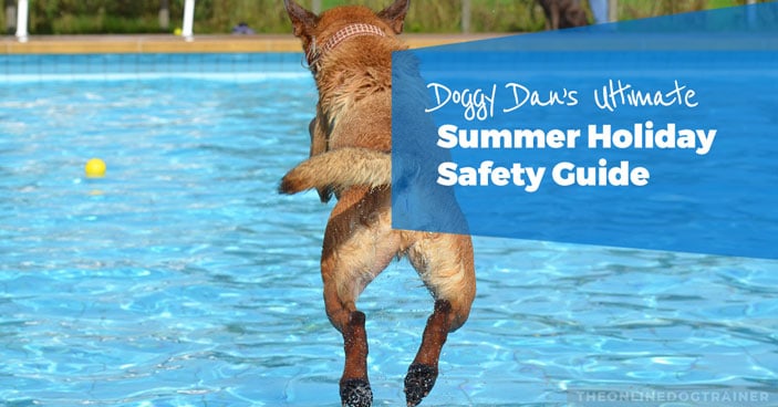 Doggy-Dans-Ultimate-Summer-Holiday-Safety-Guide-HEADLINE-IMAGE
