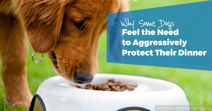 Food-Aggression-Why-Some-Dogs-Feel-the-Need-to-Aggressively-Protect-Their-Dinner-HEADLINE-IMAGE
