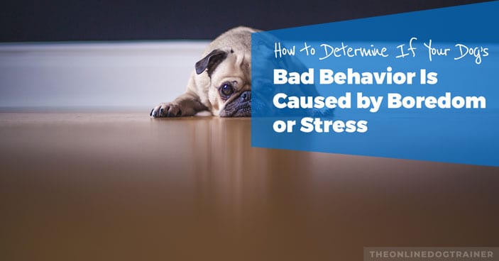 How-to-Determine-If-Your-Dogs-Bad-Behavior-Is-Caused-by-Boredom-or-Stress-HEADLINE-IMAGE