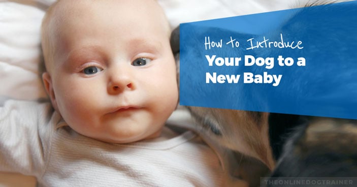 How-to-Introduce-Your-Dog-to-a-New-Baby-HEADLINE