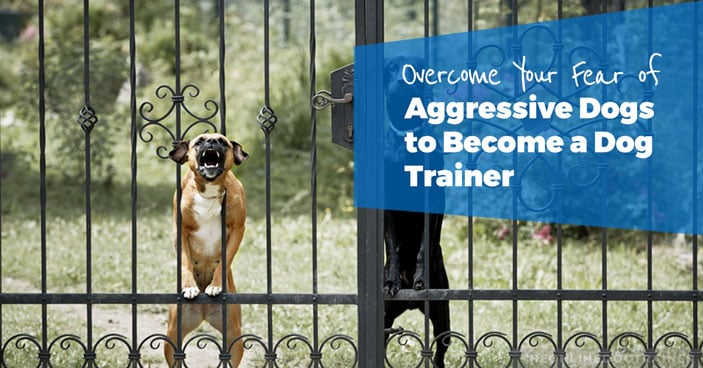 How-to-Overcome-Your-Fear-of-Aggressive-Dogs-to-Become-a-Dog-Trainer-HEADLINE