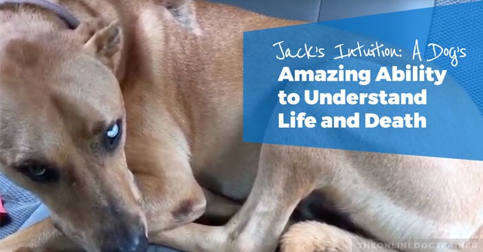 Jacks-Intuition-A-Dog’s-Amazing-Ability-to-Understand-Life-and-Death-HEADLINE-IMAGE