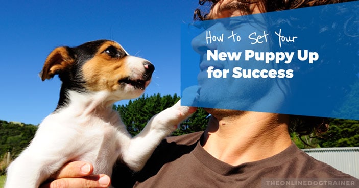 Puppy-Training-Tips-How-to-Set-Your-New-Puppy-Up-for-Success-HEADLINE