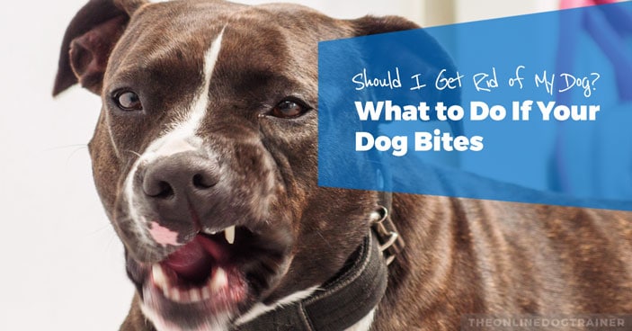 Should-I-Get-Rid-of-My-Dog-What-to-Do-If-Your-Dog-Bites-HEADLINE-IMAGE