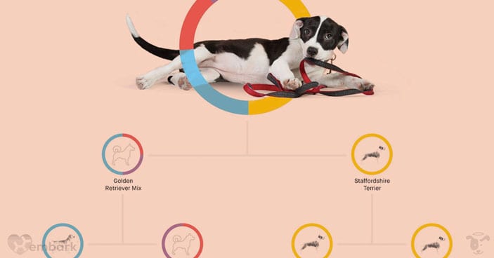 Should-You-Get-a-Doggy-DNA-Test-3-Reasons-One-May-Be-Beneficial-to-You-and-Your-Pup-FEATURED-IMAGE