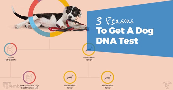 Should-You-Get-a-Doggy-DNA-Test-3-Reasons-One-May-Be-Beneficial-to-You-and-Your-Pup-HEADLINE-IMAGE