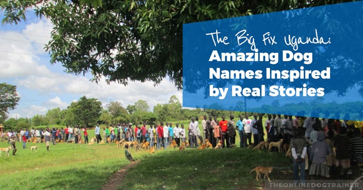 The-Big-Fix-Uganda-Amazing-Dog-Names-Inspired-by-Real-Stories-HEADLINE