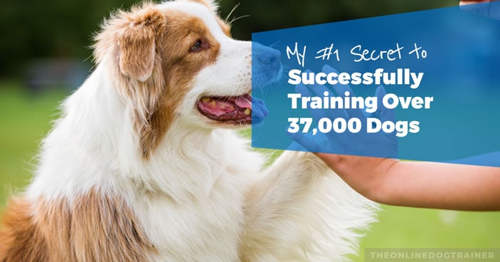 The-Dog-Calming-Code-My-No1-Secret-to-Successfully-Training-Over-37000-Dogs-HEADLINE-IMAGE
