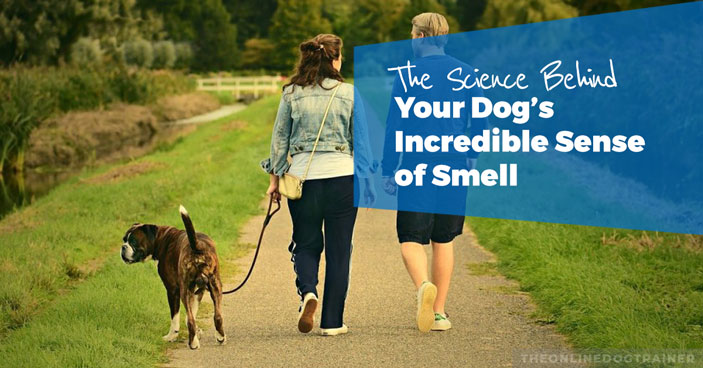 The-Science-behind-a-Dogs-Incredible-Sense-of-Smell-HEADLINE-IMAGE