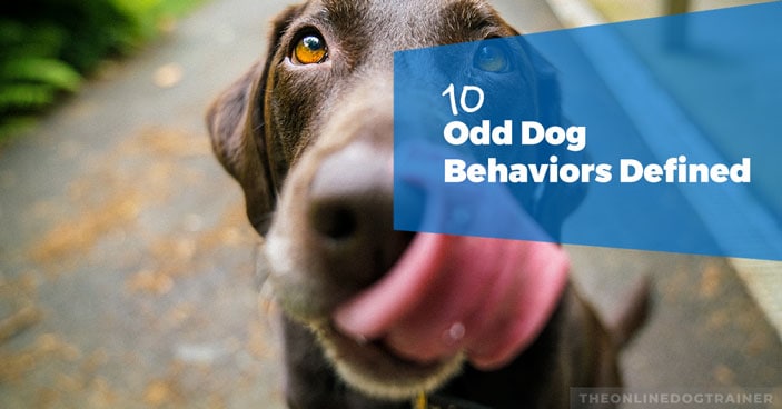 Why-Does-My-Dog-Do-This---10-Odd-Dog-Behaviors-Defined-HEADLINE-IMAGE
