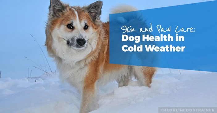 Winter-Skin-and-Paw-Care-How-to-Keep-Your-Dog-Healthy-in-Cold-Weather-HEADLINE-IMAGE