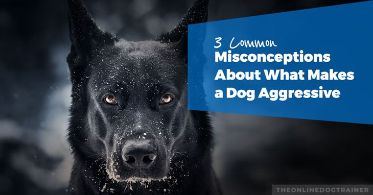 misconceptions-about-what-makes-a-dog-aggressive-HEADLINE-IMAGE