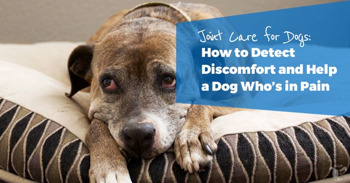 Joint-Care-for-Dogs-How-to-Detect-Discomfort-and-Help-a-Dog-Whos-in-Pain-HEADLINE