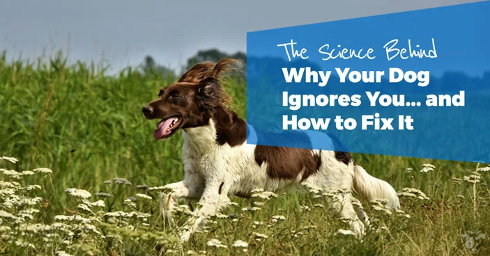 Recall-Training-for-Dogs-The-Science-Behind-Why-Your-Dog-Ignores-You-and-How-to-Fix-It-HEADLINE