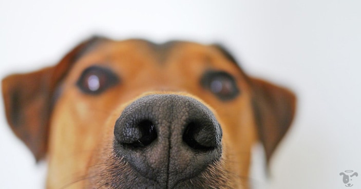 Drugs-Truffles-and-Bums-The-Science-Behind-Why-Dogs-Compulsively-Sniff-FEATURED-IMAGE
