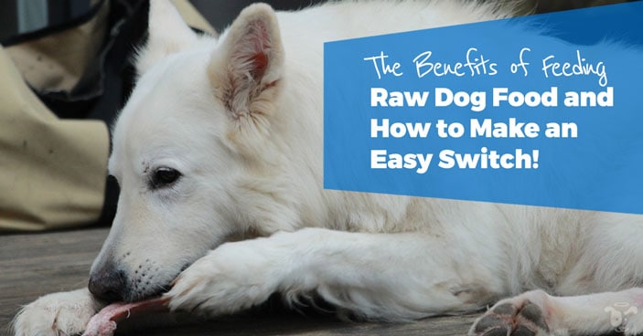 The-Benefits-of-Feeding-Raw-Dog-Food-And-How-to-Make-an-Easy-Switch-HEADLINE