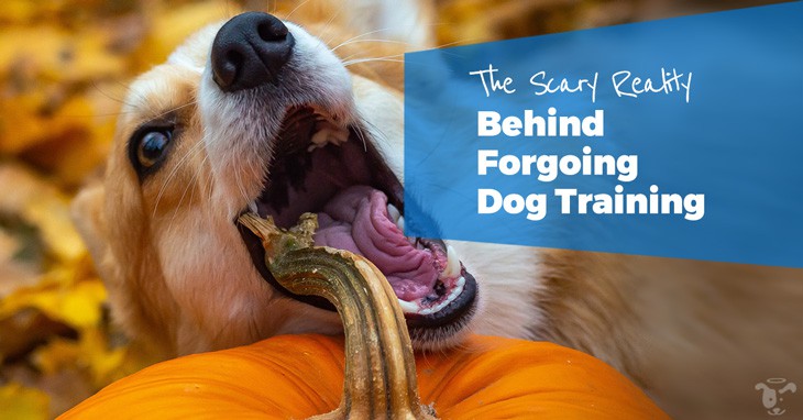 The-Scary-Reality-Behind-Forgoing-Dog-Training-HEADLINE-IMAGE