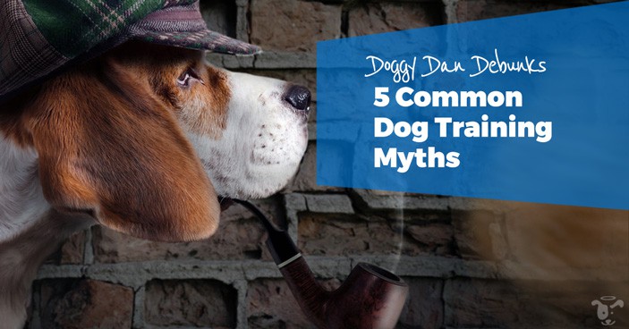 Doggy-Dan-Debunks-5-Common-Dog-Training-Myths-HEADLINE-IMAGE
