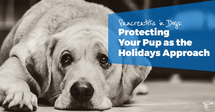 The-Dangers-of-Pancreatitis-in-Dogs-Protecting-Your-Pup-as-the-Holidays-Approach-HEADLINE-IMAGE