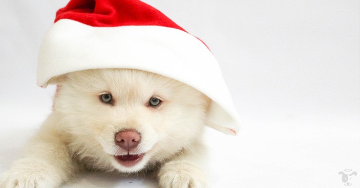 Are-You-REALLY-Ready-for-a-Christmas-Puppy-FEATURED-IMAGE