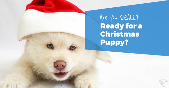 Are-You-REALLY-Ready-for-a-Christmas-Puppy-HEADLINE-IMAGE