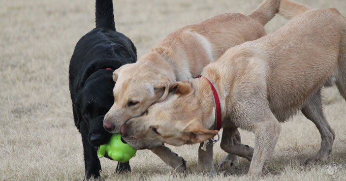 Socialization-Training-Why-Dog-Parks-Arent-the-Best-Option-for-All-Dogs-BLOG-IMAGES-2