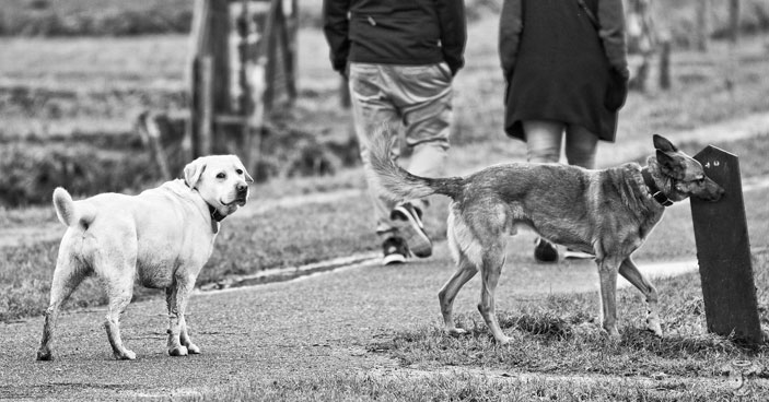 Socialization-Training-Why-Dog-Parks-Arent-the-Best-Option-for-All-Dogs-BLOG-IMAGES-3