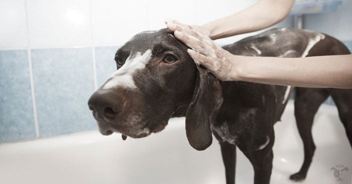 Healthy-Dog-Hygiene-Habits-Doggy-Dan-Answers-Important-Questions-Regarding-Smelly-Pups-BLOG-IMAGES-1