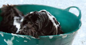Healthy-Dog-Hygiene-Habits-Doggy-Dan-Answers-Important-Questions-Regarding-Smelly-Pups-FEATURED-IMAGE