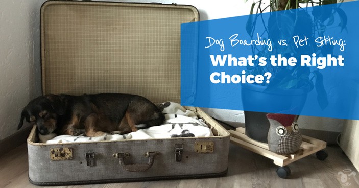 Dog-Boarding-vs-Pet-Sitting-Whats-the-Right-Choice-HEADLINE-IMAGE