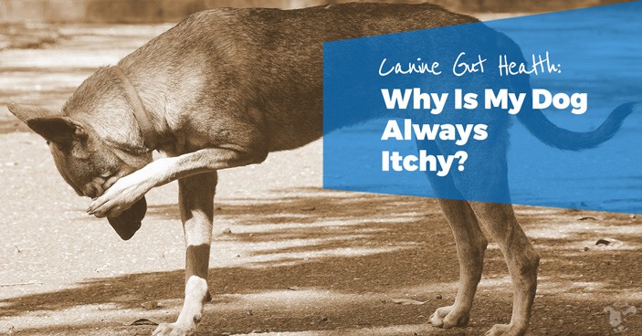 Canine-Gut-Health-Why-Is-My-Dog-Always-Itchy-HEADLINE-IMAGE