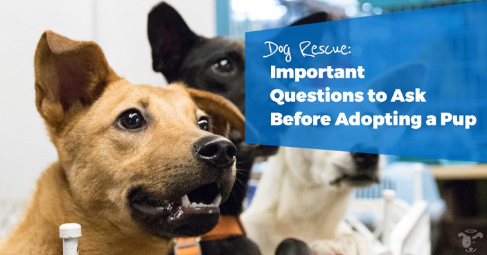 Dog-Rescue-Important-Questions-to-Ask-Before-Adopting-a-Pup-HEADLINE-IMAGE
