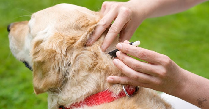 Tick-Prevention-How-to-Check-Your-Dog-for-Ticks-BLOG-IMAGES-3