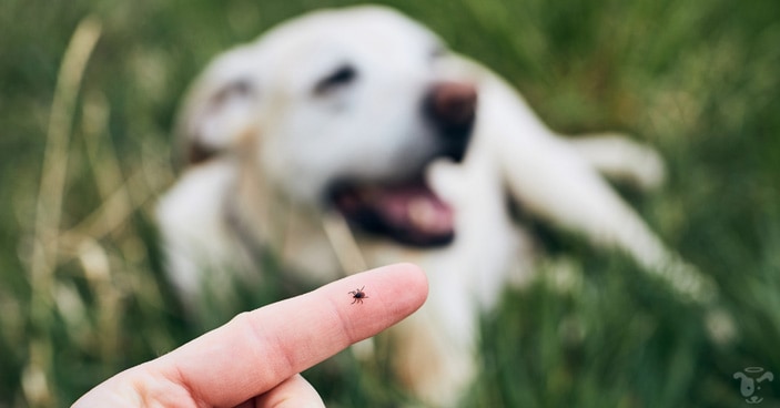 Tick-Prevention-How-to-Check-Your-Dog-for-Ticks-FEATURED-IMAGE