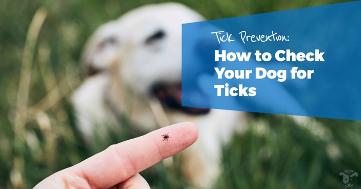 Tick-Prevention-How-to-Check-Your-Dog-for-Ticks-HEADLINE-IMAGE