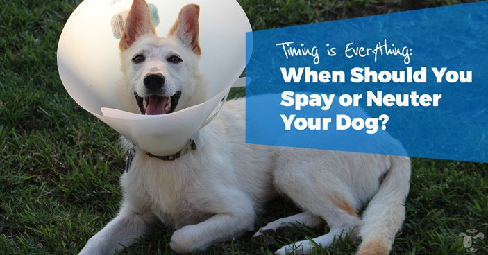 Timing-is-Everything-When-Should-You-Spay-or-Neuter-Your-Dog-HEADLINE-IMAGE