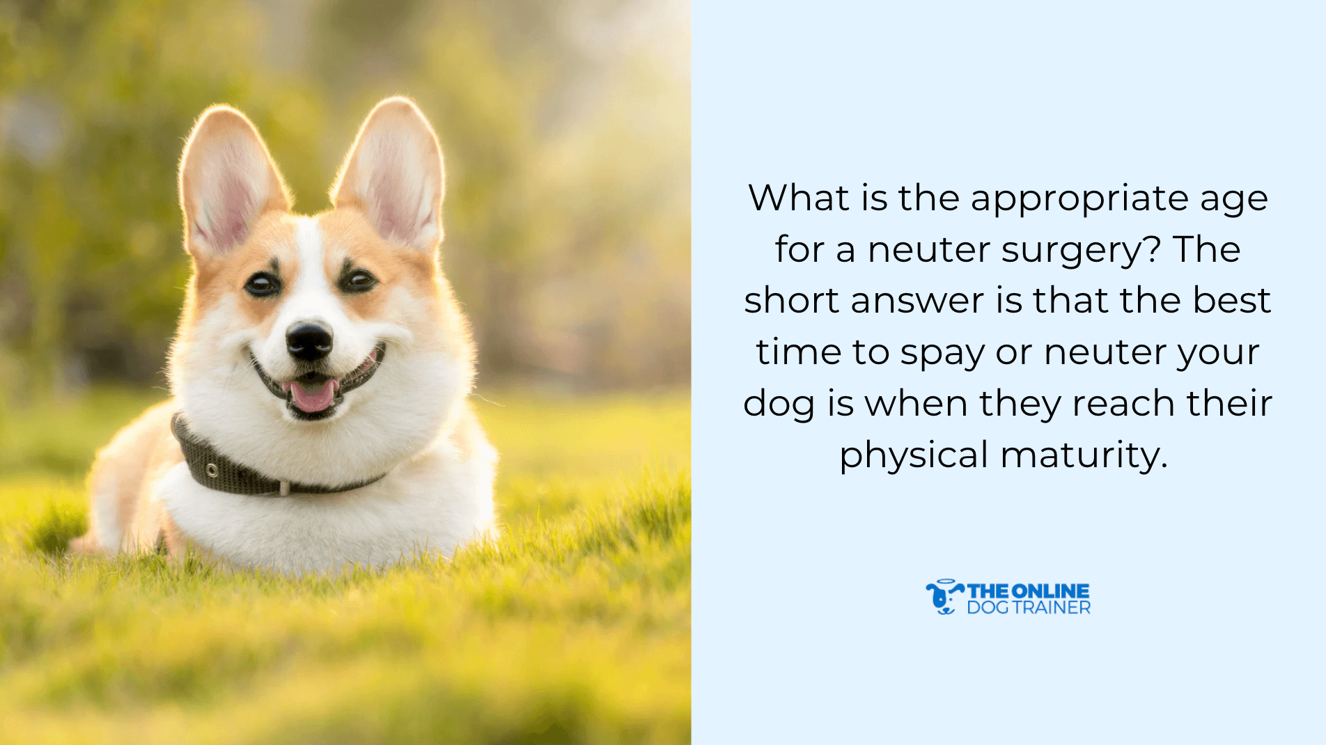 When Should You Neuter Your Dog? A Guide to Timing and Health Benefits