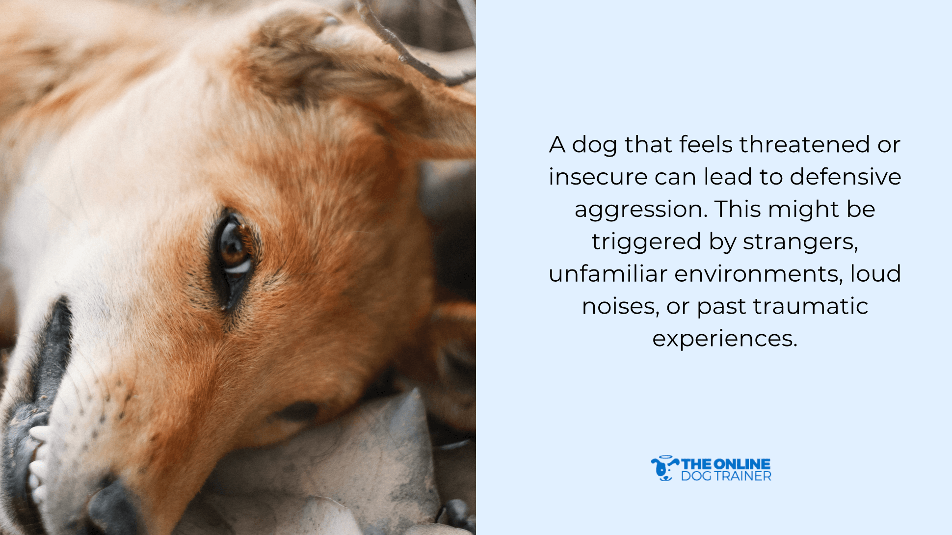 what to do if a dog injures someone