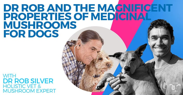 Podcast-Dr-Rob-and-the-Magnificent-Properties-of-Medicinal-Mushrooms-for-Dogs-HEADLINE-IMAGE