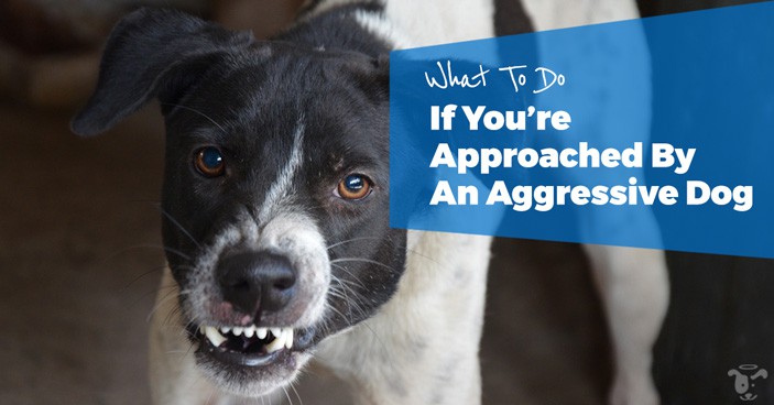 What-To-Do-If-Youre-Approached-By-An-Aggressive-Dog-HEADLINE-IMAGE