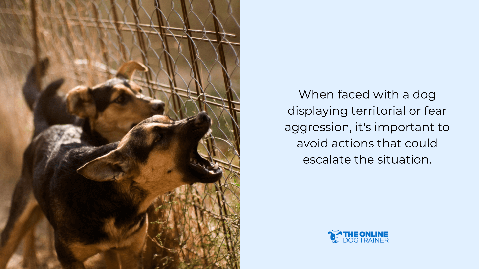 implement behavior modification for aggressive dogs