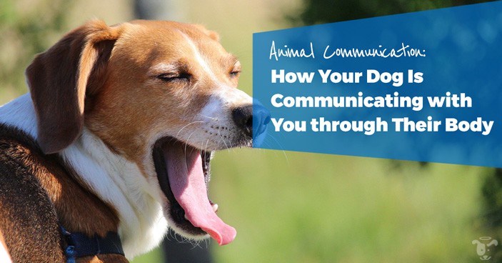 Animal-Communication-How-Your-Dog-Is-Communicating-with-You-through-Their-Body-HEADLINE-IMAGE