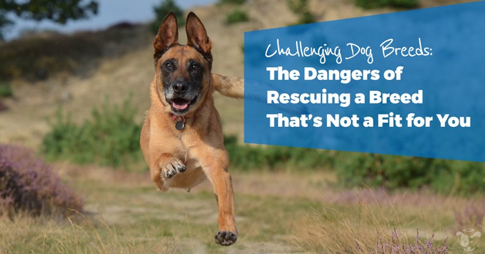 Challenging-Dog-Breeds-The-Dangers-of-Rescuing-a-Breed-Thats-Not-a-Fit-for-You-HEADLINE-IMAGE