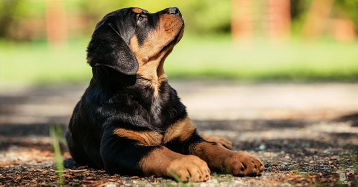 adopting a puppy at an early age does not prevent your puppy from behavioral problems