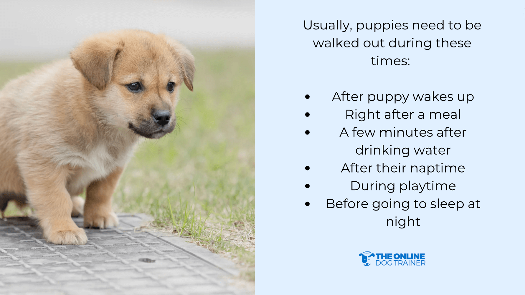 potty training schedule for young puppies