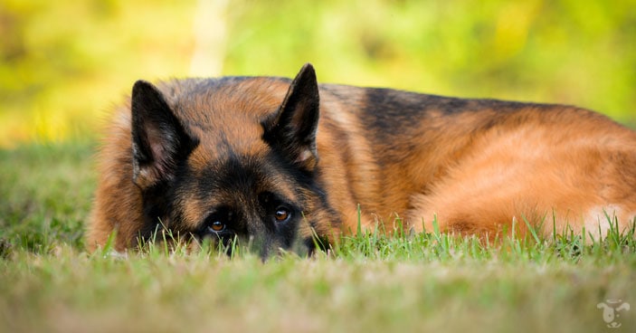 German shepherds are popularly known for their physical strength and intelligence 